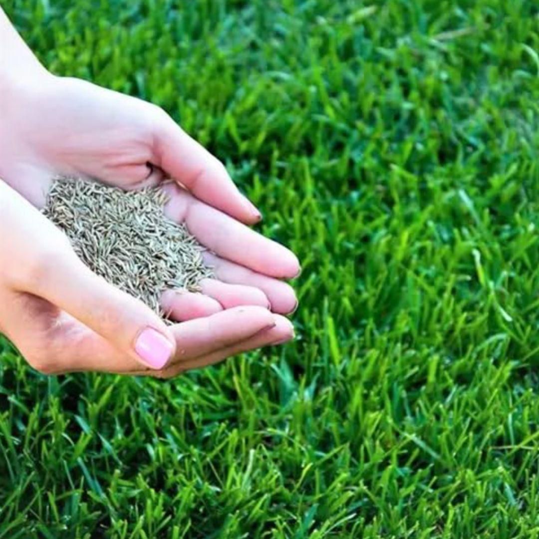 Grass Seeds Hybrid Best For Your Beautiful Home Gardening Pack of 1 (100 seeds)
