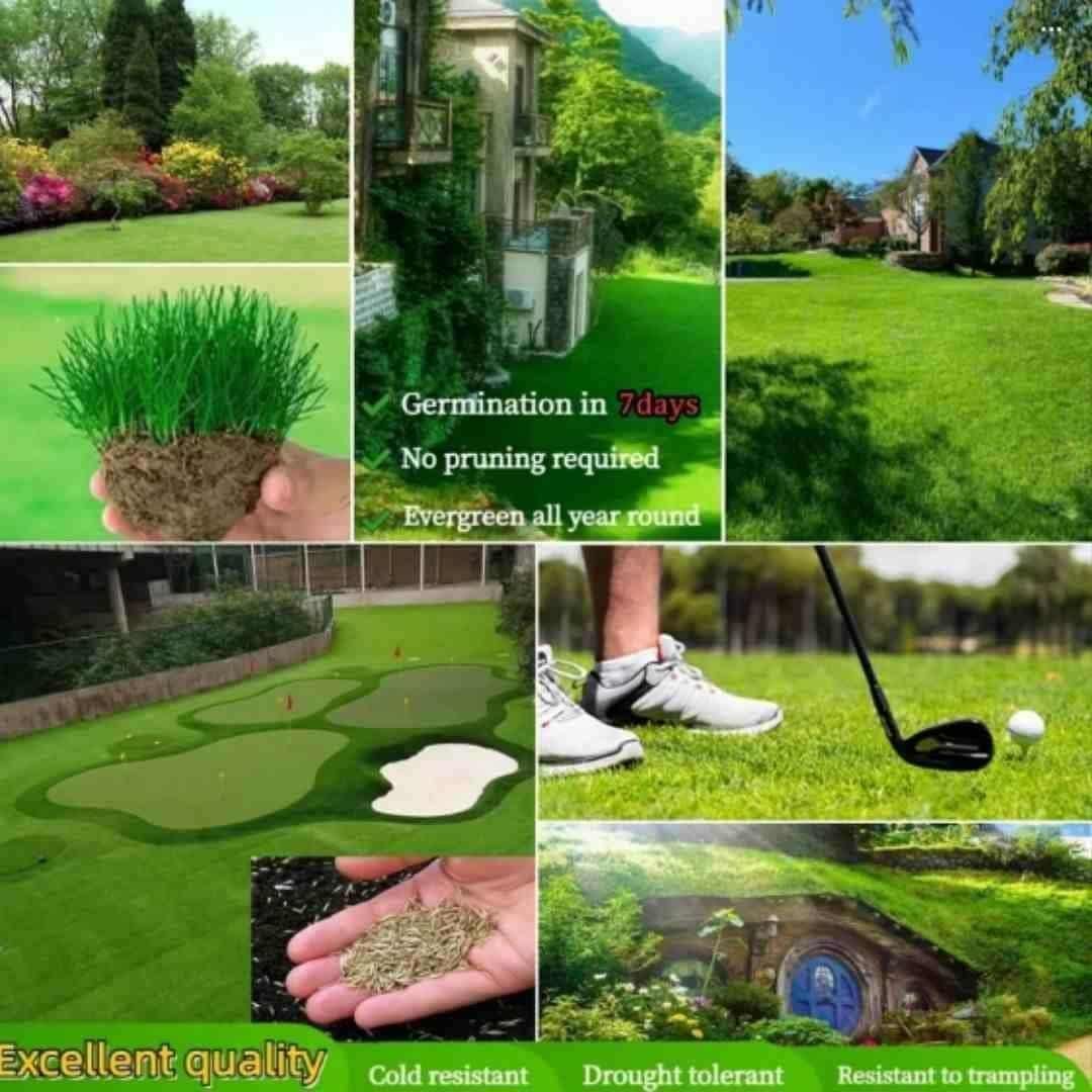 Grass Seeds Hybrid Best For Your Beautiful Home Gardening Pack of 1 (100 seeds)